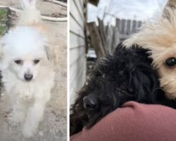 Family Was Evicted And The Door Left Open, But The Dogs Stayed