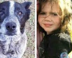 A Deaf and Partially Blind Dog Saves 3-year Old Child