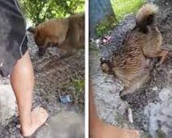 Mama Dog Saves Her Puppies From Rising Water