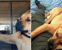 Rescue Dog Doesn’t Want To Be Alone Again, Always Holding On To His New Owner