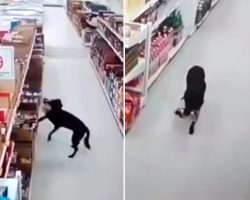 Surveillance Camera Caught Dog Stealing Food From the Supermarket