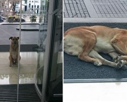 Stray Dog Finally Get Adopted By A Flight Attendant After Waiting For Six Months