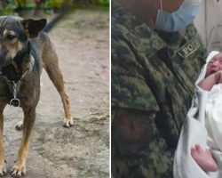 Dog Hero Led Human to an Abandoned Baby and Saved His Life