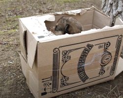 Box Found On The Side Of The Road With Some Innocent Puppies Inside