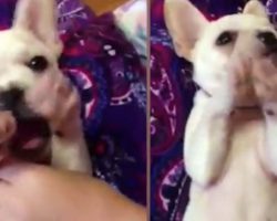 Puppy Claps Along In Time To Girl Singing ‘If You’re Happy And You Know It’