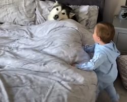Little Boy Finds Comfy Husky In Bed, Can’t Get The Dog To Move