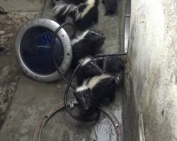 Baby Skunks Got Stuck In A Jacuzzi, And Their Worried Mom Looked On