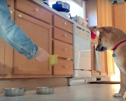 Dog Does A Little Hop Every Time Dad Pours Him Some Food