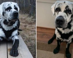 Black Lab with Vitiligo is Stealing Hearts on the Internet