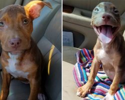 Cute Dog Rescued From Shelter Cannot Hide Her Happiness