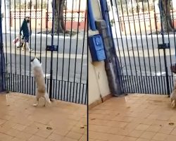 Homeless Man Visits Dog Every Day To Partake In What Has Become A Daily Routine
