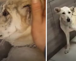 Dog Left At The Vet To Be Put Down Taken In By A Man Who Ignored Their Words