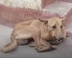 They Arrived To Help A Stray Dog And Saw His Mouth Hanging Wide Open