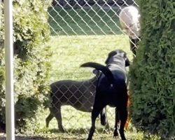 Neighbor Doesn’t Know He’s Being Watched Playing With The Dog Next Door