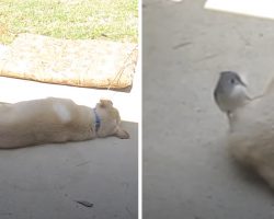 Bird Swoops In On Unsuspecting Dog To Gather Fur To Build A Nest