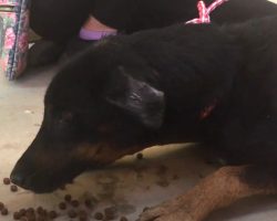 Dog Chained And Starved For 7 Years Gets First Real Meal