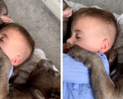 Mom Walks In On Her Young Boy And Pups Cuddled Up In Dreamland