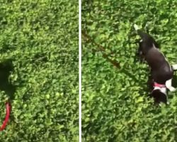 Puppy Who Was Tied To A Pole His Whole Life Sees Grass For The First Time