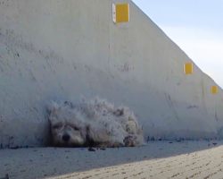 Little Dog Sat Frozen With Fear On The Side Of The Busiest Freeway