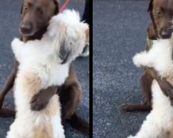 Two Dog Friends Separated By Quarantine Hug Upon Seeing Each Other Again