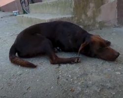 Stray Sits In The Same Spot Daily Needing His Next Meal Even More So Than A Home