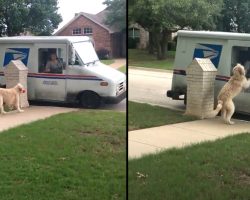 Dog Takes A Rose Over To The Postal Worker In Exchange For The Mail