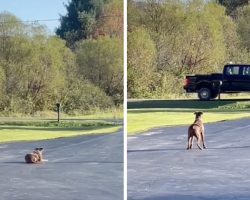 Dog ‘Waits’ All Day For The Guy Who Rescued Her To Come Home From Work