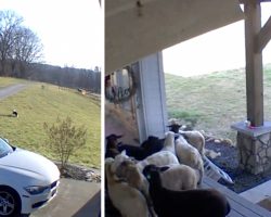 Sheepdog Wakes Up Home Alone And Gets To Work Doing Some Herding On His Own