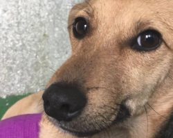 Family Says Dog Is ‘Gross’ After Being Hit By A Car, Doesn’t Want Her Back
