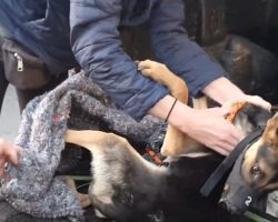 Dog Found In The Middle Of Heavy Traffic Was Frozen With Fear