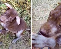 Man Takes In A Stray Dog With Very Little Fur And A Big Belly