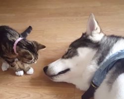 The New Kitten Goes In For A Kiss On The Sleeping Husky