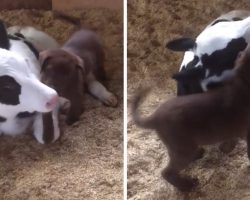 Small Puppy Meets Newborn Calf, Smothers New Friend With Kisses
