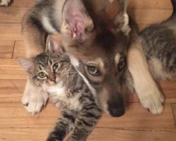 Family Takes Their Dog To The Shelter To Help Pick Out A New Pet