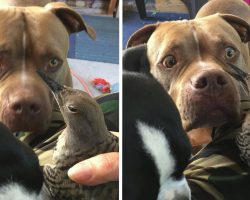 Worried Dog Brings Injured Bird To Mom, Waits To See If It’s Okay