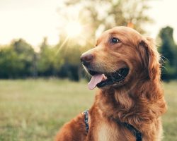 Why Do We Love Golden Retrievers?