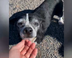 Hero dog waits SIX HOURS to help his friend who had been HIT BY A CAR