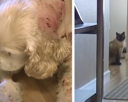 Dog Was Attacked While Out In The Garage, But Family Cat Saves The Day