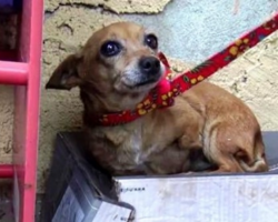 3-legged chihuahua sleeps in a shoebox in the rain