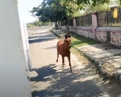 Horse Chases After Ambulance That’s Transporting Her Ill Friend