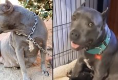 Pittie Rescued From The End Of A Chain Has 13 Identical Puppies