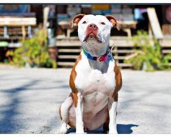 Top Dog: Meet Kentucky Town’s New Pit Bull Mayor