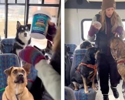 Bus Full Of Dogs Sit Patiently As They Go On Their Adventures Together
