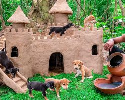 Thailand Man Rescues Abandoned Puppies & Builds Castles For Them To Live In