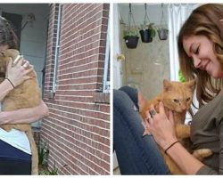 Woman and missing cat have precious reunion after 536 days apart