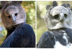 Harpy eagles are giant birds-of-prey… that look strangely like people in bird costumes