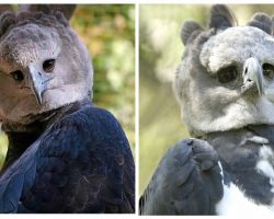 Harpy eagles are giant birds-of-prey… that look strangely like people in bird costumes