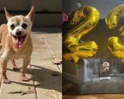 Oldest dog in rescue gets special party for his 23rd birthday — happy birthday, Bully