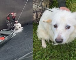 Dog thrown into dam by owners gets rescued by firefighters and finds a new home