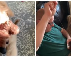 Dog accidentally tears up favorite toy—then nervously watches dad sew it back up